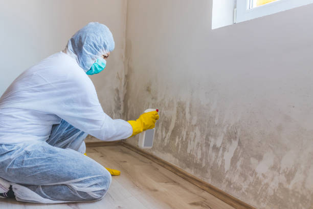 Licensed Mold Remediation service in Montvale, NJ - WQB Mold Removal